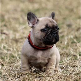 French Bulldogs from HDH French Bulldogs