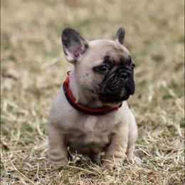 French Bulldogs from HDH French Bulldogs