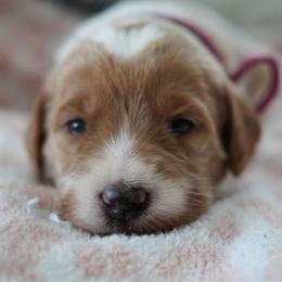 Candy Cane (Pink Band) - Parti female Labradoodle puppy in Plainfield, New Jersey from Caris Paws Poodles and Labradoodles