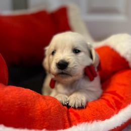 Star - Light golden female Golden Retriever puppy in Seville, Ohio from Retriever Ranch