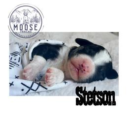 Stetson - Tri-color male Bernedoodle puppy in Belleville, Michigan from Moose Tracks Bernedoodles