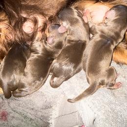 Male 4 - Chocolate male Cavalier King Charles Spaniel puppy in Ellisville, Mississippi from Malu Lani Cavaliers