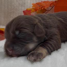 BREE - AKC - Chocolate female Havanese puppy in Verden, Oklahoma from Holcombs Puppy Ranch
