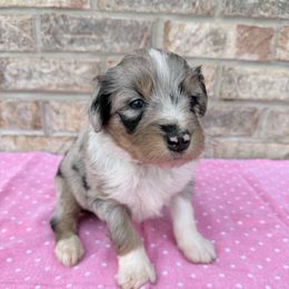 Teal Girl - Blue merle Aussiedoodle puppy in Centerburg, Ohio from A Dose Of Doodle