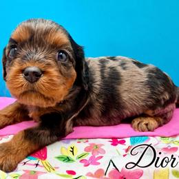 Dior - Merle female Cavapoo puppy in Cameron, South Carolina from Sassy Sailor & Company
