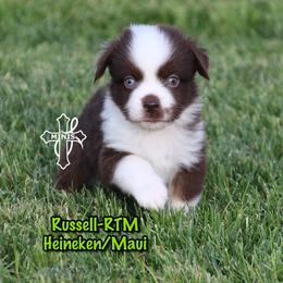 Russell - Red tri-color male Miniature American Shepherd puppy in Elgin, Oregon from Cross L Miniature American Shepherds
