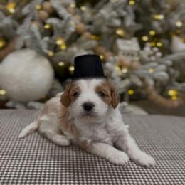 Larry - Blenheim male Cavapoo puppy in St. George, Utah from Ibby Dibby doodles