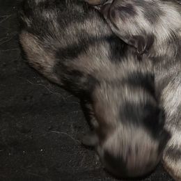 Prada - Blue merle female Pomeranian puppy in Weatherford, Texas from Jeweled Poms