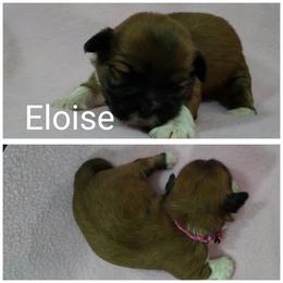 Eloise - Red female Lhasa Apso puppy in Cincinnati, Ohio from Shangri-La Lhasa Apsos