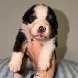 Chicken Crunch Roll - Black tri-color male Australian Shepherd puppy in Anniston, Alabama from All Hale Aussies