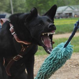 German Shepherds from Ze Zadnich lesu