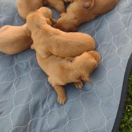 Girl 2 - Dark golden female Golden Retriever puppy in Grand Meadow, Minnesota from Root River Retrievers