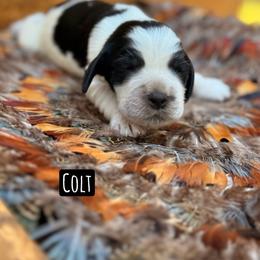 Colt - Black and white male English Springer Spaniel puppy in Uvalda, Georgia from Willow Creek Farms