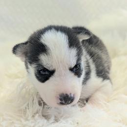 Lainey - Black and white female Siberian Husky puppy in Hebron, Kentucky from Glacier Run Huskies