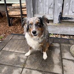 Katama - Miniature American Shepherd