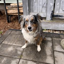 Katama - Miniature American Shepherd