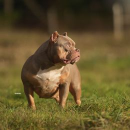 Squid - American Bully