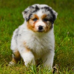 Cora - Blue merle female Australian Shepherd puppy in Easton, Missouri from MMA Kennel