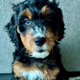 Star - Tri-color female Bernedoodle puppy in Nampa, Idaho from Ember Skies Doodles