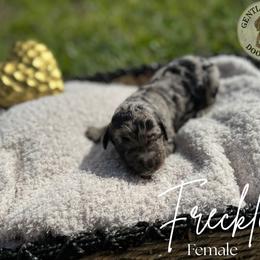 Assorted Doodle Crosses and Bernedoodle Puppies from Gentle Giants Doodle Co.