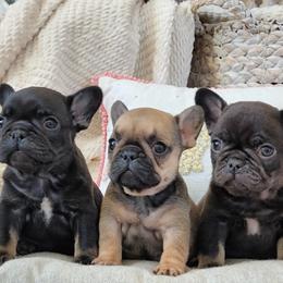 French Bulldog Puppies from Emeraldfrenchies