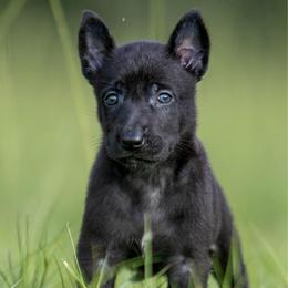 Female 3 - Black brindle female Dutch Shepherd puppy in Fayetteville, North Carolina from Iron Sight K9s