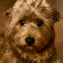 Hazel - Goldendoodle