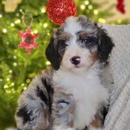 Amethyst - Merle female Bernedoodle puppy in Shelton, Washington from NW Bernedoodles of Washington