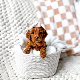 Porsche - Red  female Goldendoodle puppy in Springville, Utah from Happy Doodle