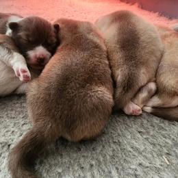Native American Indian Dog Puppies from Corn Moon Kennels: a member of the Native American Indian Dog Preservation Project