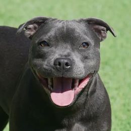 Lettie - Staffordshire Bull Terrier