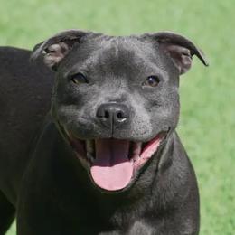 Lettie - Staffordshire Bull Terrier