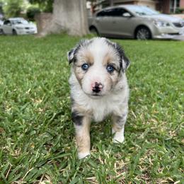 Miniature Australian Shepherd and Toy Australian Shepherd Puppies from Hailey's Miniature Australian Shepherds