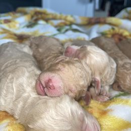 Goldendoodle and Labradoodle Puppies from Jessica Henry
