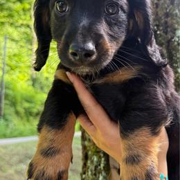 Alvin - Black and tan male Dachshund puppy in Maidsville, West Virginia from L&B Lowriders