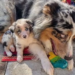 Girly Girl - Blue merle female Australian Shepherd puppy in Arlington, Texas from Firelight Australian Shepherds