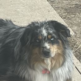 Bandit - Miniature Australian Shepherd