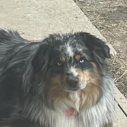 Bandit - Miniature Australian Shepherd