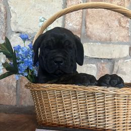 Orange collar - Chestnut brindle male Cane Corso puppy in Tucson, Arizona from Cane Corso Friends