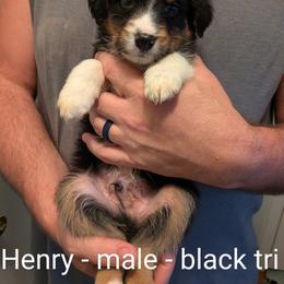 Aussiedoodle, Australian Shepherd, and Golden Retriever Puppies from Hope & Joy Acres