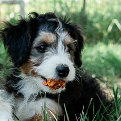 Boy 2 - male Australian Mountain Doodle puppy in Ellensburg, Washington from MB Livestock