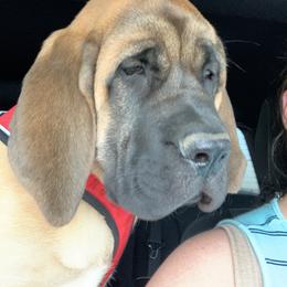 Mastiff Puppies from Mama’s Mastiffs