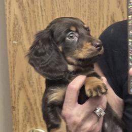 Chocolate boy - Chocolate and tan male Dachshund puppy in Salome, Arizona from CCN4 Dachshunds