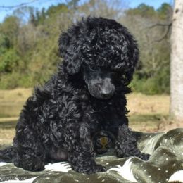 Bud - Black male Poodle puppy in Big Point, Mississippi from Lorraine's Miniature Schnauzers