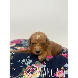 Margret - Red  female Goldendoodle puppy in Smithfield, Kentucky from KBK9 Kennels