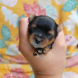 Pumpkin - Black and gold female Yorkshire Terrier puppy in Middleton, Idaho from Rocky Mountain Yorkies