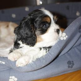 Cavalier King Charles Spaniel Puppies from London Fog Cavaliers