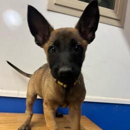 Sable - Yellow female Dutch Shepherd puppy in Sierra Vista, Arizona from KnightWatch K-9