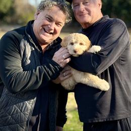 Lucky Country Georgie - Caramel cream female Australian Labradoodle puppy in Wake Forest, North Carolina from Lucky Country Labradoodles