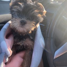 Yorkshire Terrier Puppies from Yorkielicious Yorkies